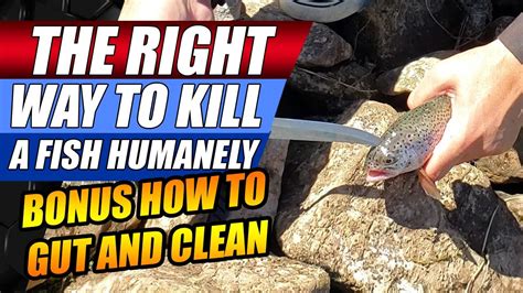 how to humanely kill a fish|How to Humanely Kill a Fish (6 Quick and Humane Ways).